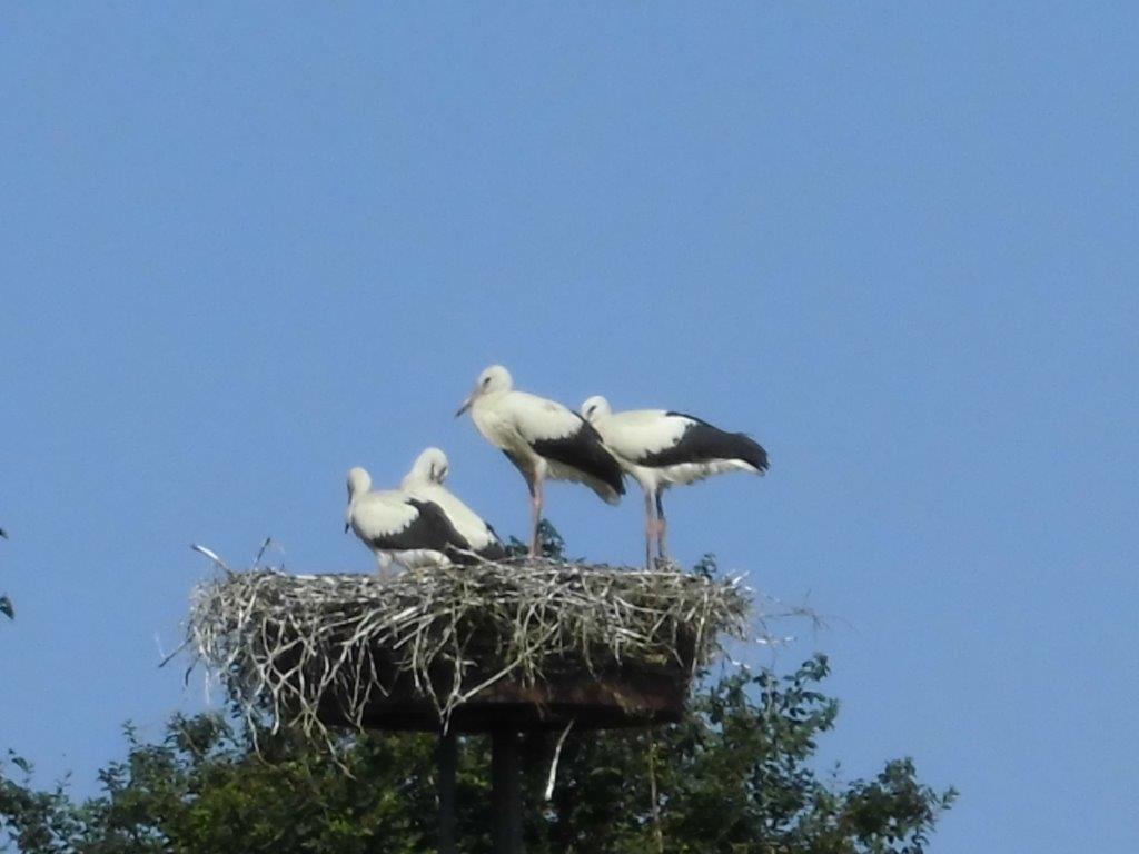Ooievaars met jongen op het nest in onze achtertuin . . 