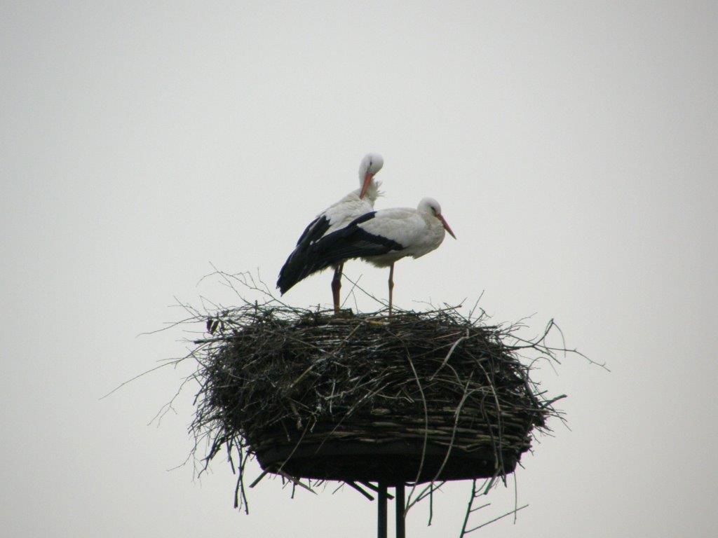 Ooievaars op het nest in onze achtertuin . . 